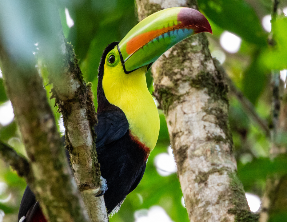 How I Got Involved in Rainforest Adoption in Costa Rica