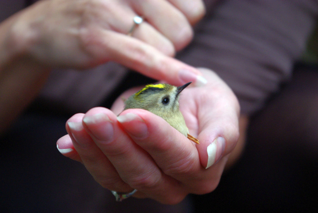 goudhaantje zit in hand van Michelle Dujardin