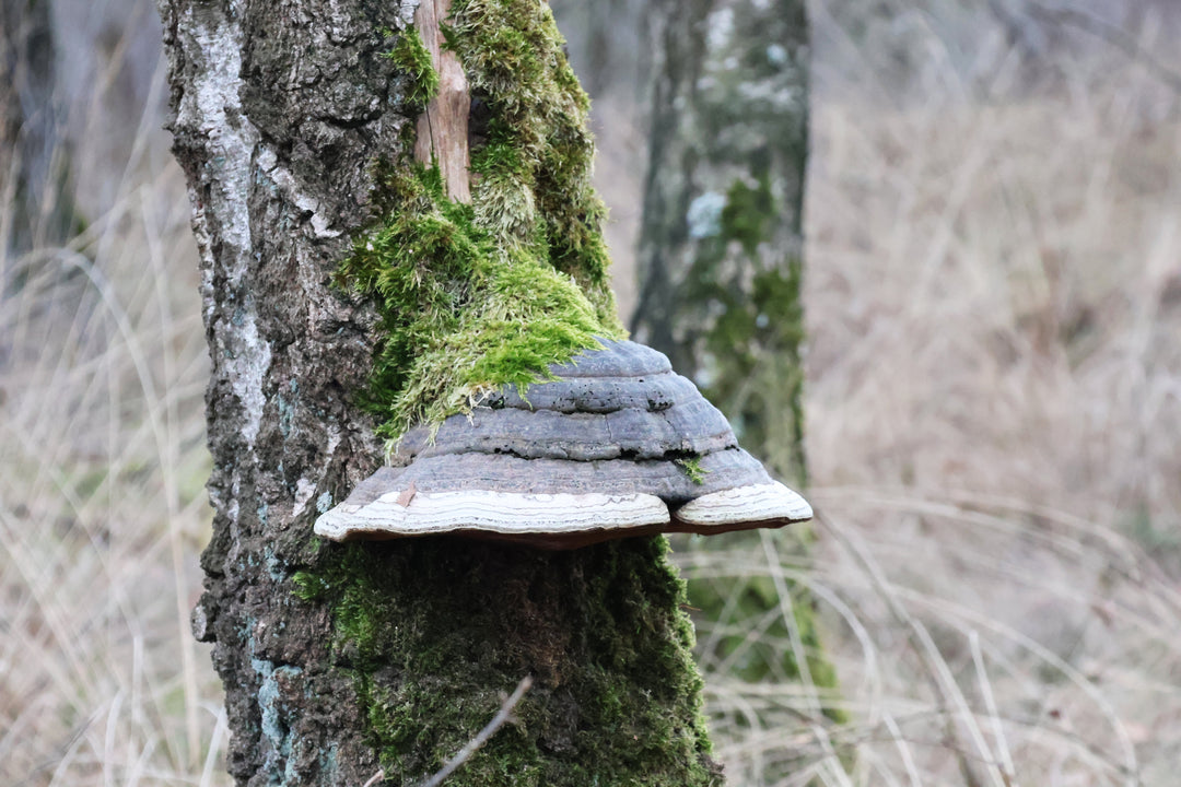 mysterieuze uitstulping boom by oorlogsmonument de Hamert