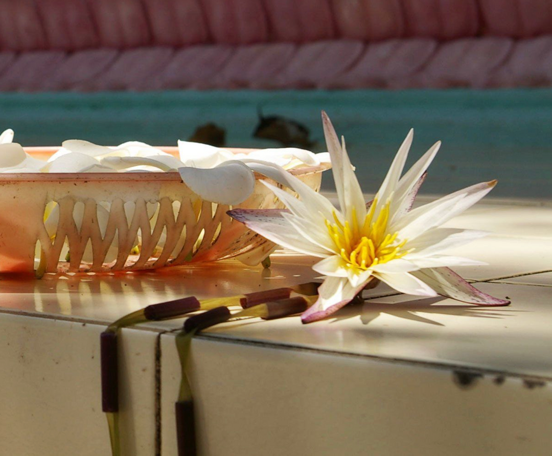 Lotus or Waterlily? Understanding the Difference and Spiritual Meaning
