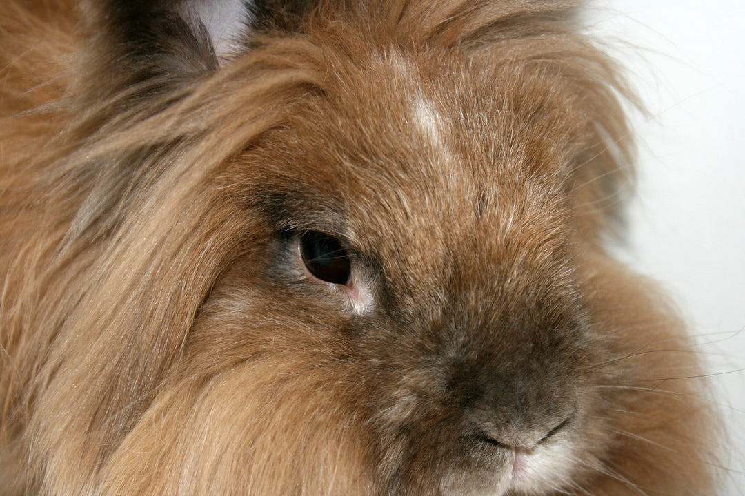 Pluk the Rabbit – A Story of Love, Loss, and Second Chances