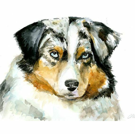 watercolor painting of an Australian shepherd dog by Michelle Dujardin