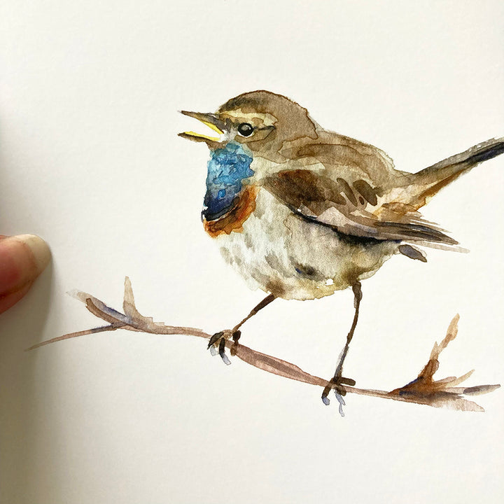 Close up van een blauwborst illustratie van Michelle Dujardin