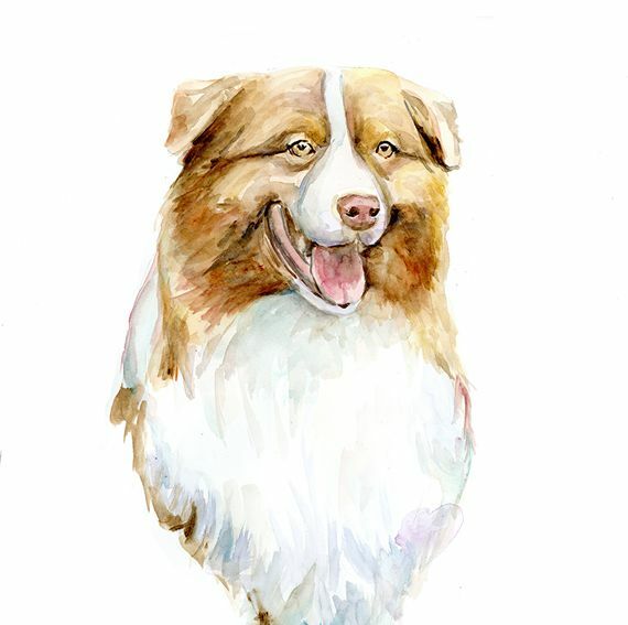 Schilderij in opdracht an een bruin witte bordercollie