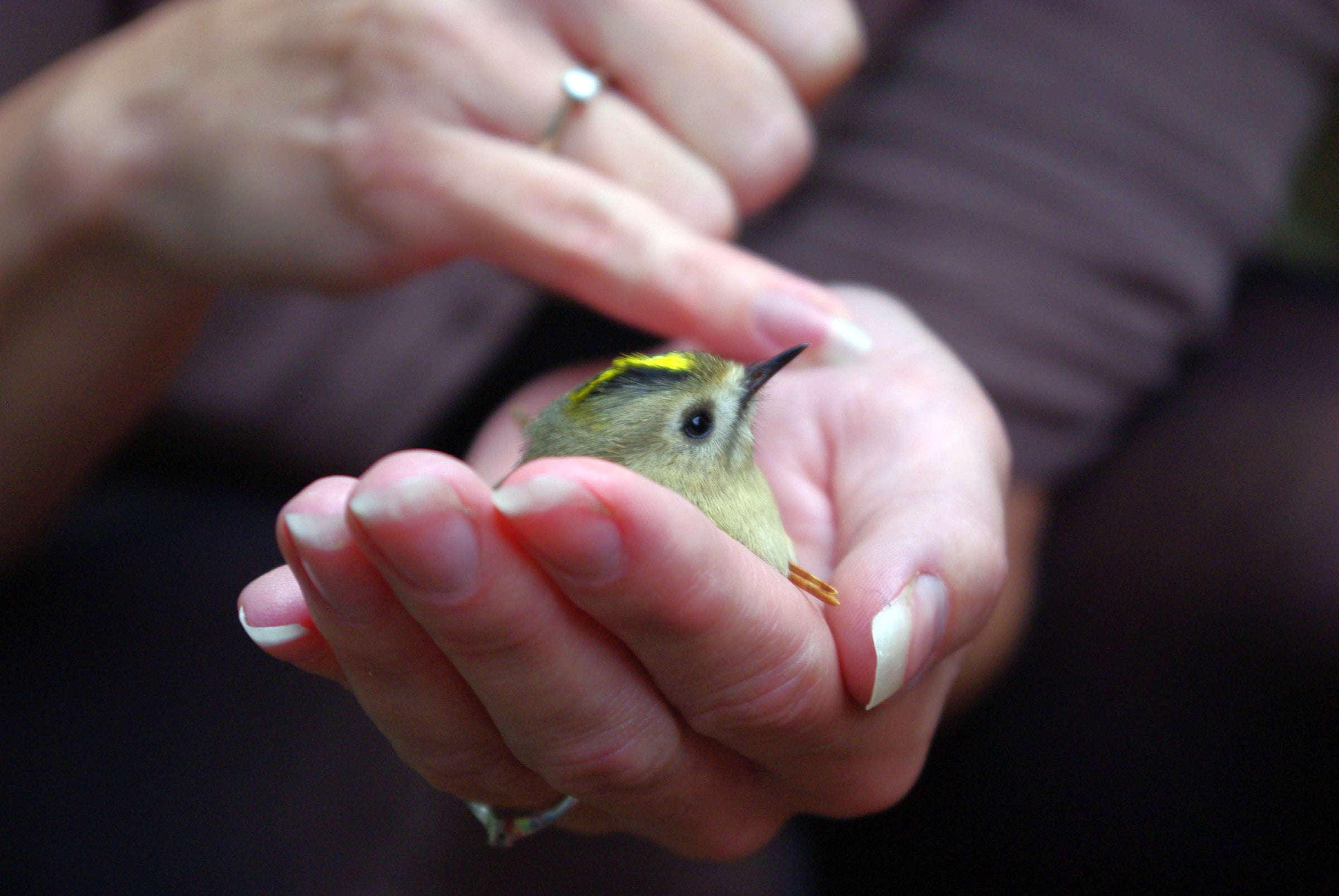 Close up van goudhaantje in een hand