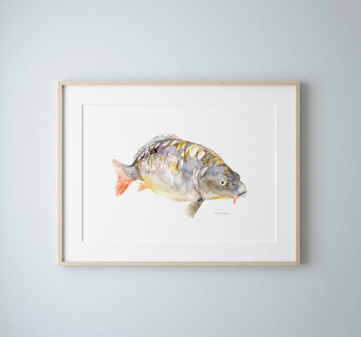 Schilderij van een karper in een lichthouten lijst