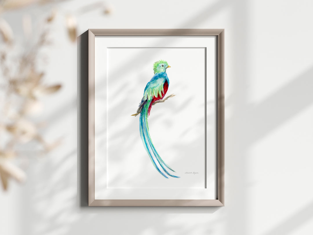 Art print van een quetzal vogel aquarel schilderij
