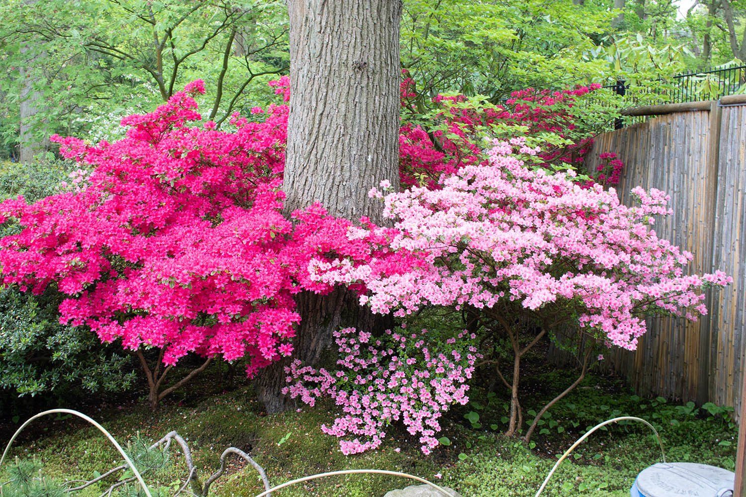 Bloeiende roze azaleas in de Japanse tuin Den Haag