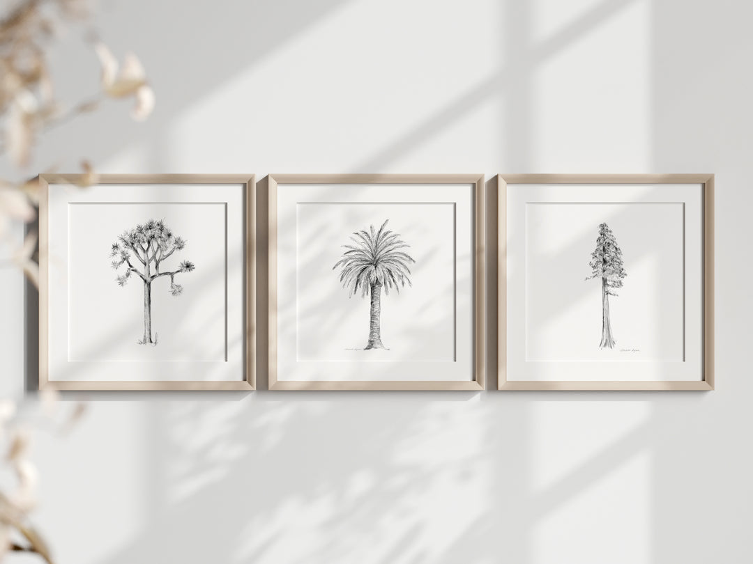 Zen drawings in pencil of American trees  by Michelle Dujardin