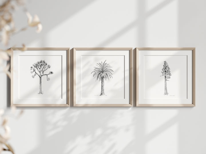 Zen drawings in pencil of American trees  by Michelle Dujardin