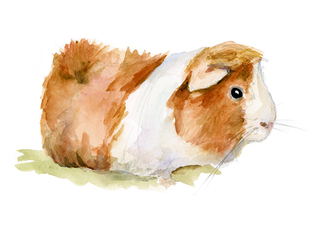 Aquarel schilderij in opdracht van uw hond, kat of huisdier