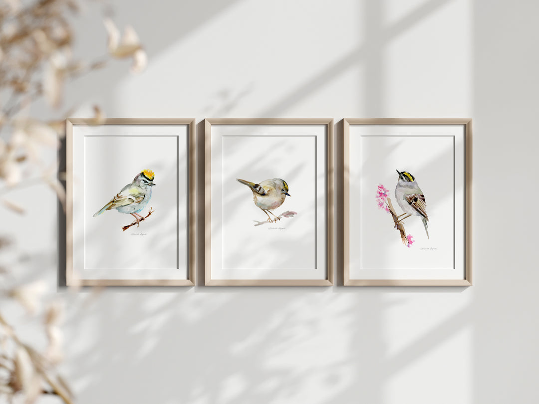 Watercolor paintings of goldcrest birds by Michelle Dujardin