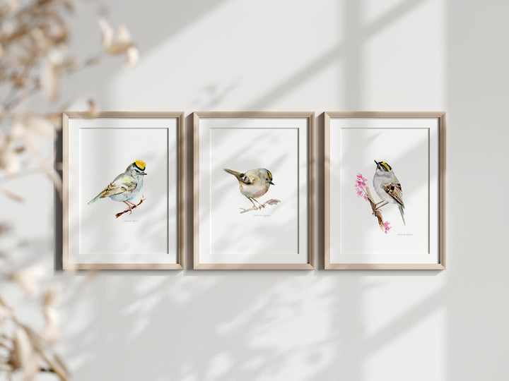 Watercolor paintings of goldcrest birds by Michelle Dujardin