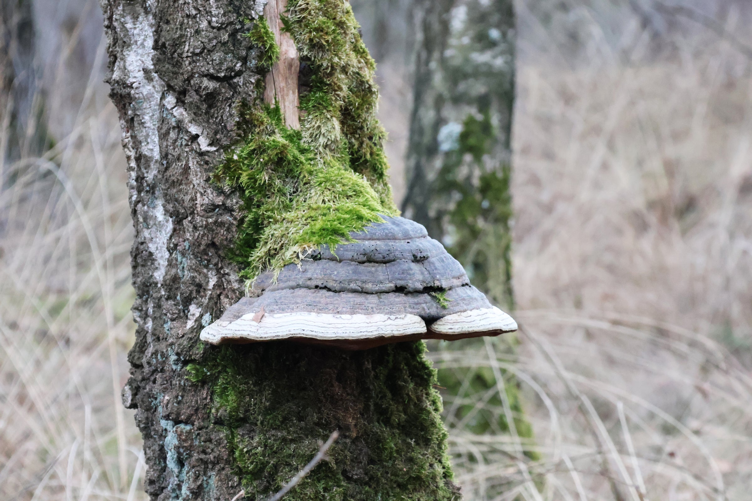 Helm van hout op de boomstam bij oorlogsmonument landgoed de hamert