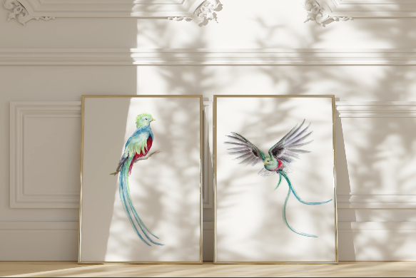 quetzal bird art prints video