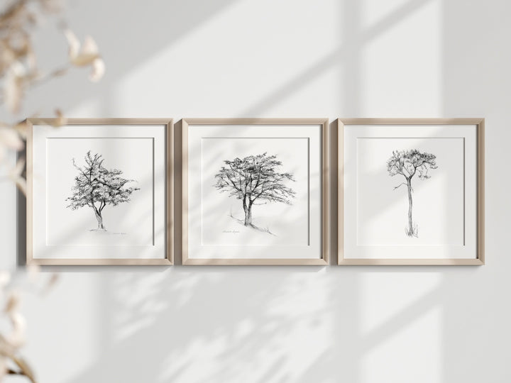 Set of 3 tree Zen drawings in pencil