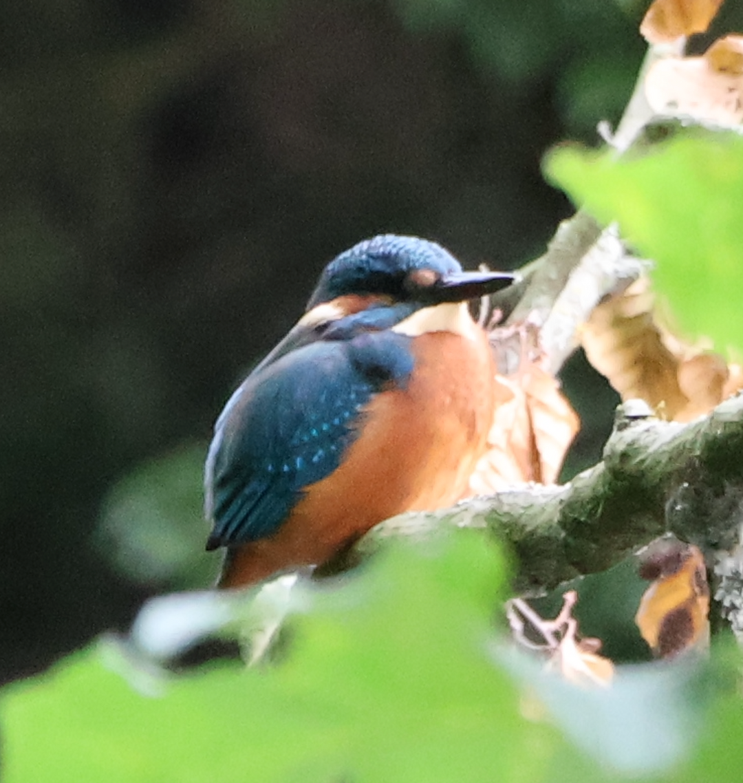 Kingfishers, Peace and a Little Secret