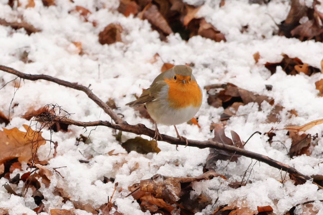 Three Robins at the Beginning of the Walk