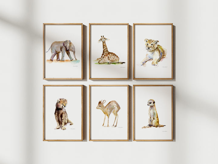 Set of six framed animal prints on a wall