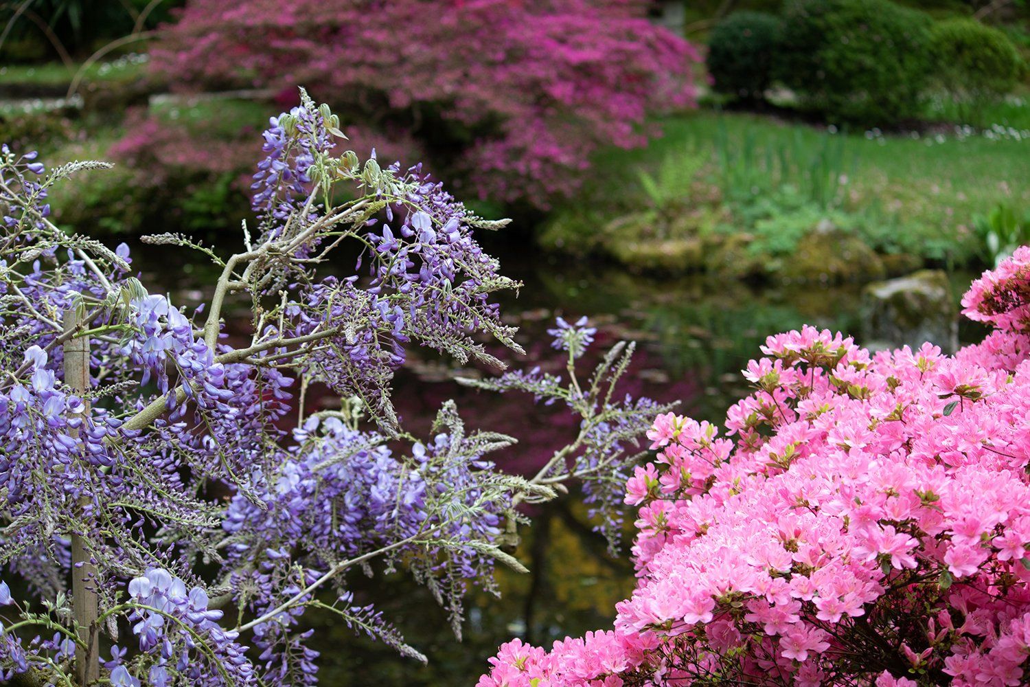 Voorjaar in de apanse Tuin Den Haag
