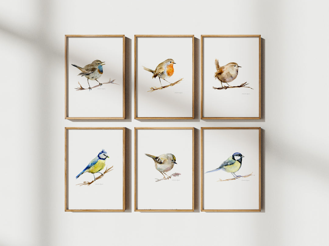 Set of six framed small bird prints on a white wall