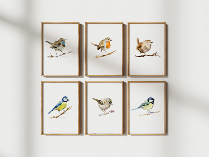 Set of six framed small bird prints on a white wall