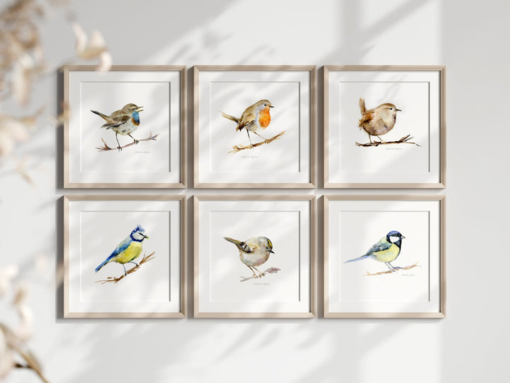 Six framed prints of birds on a white wall with decorative elements.