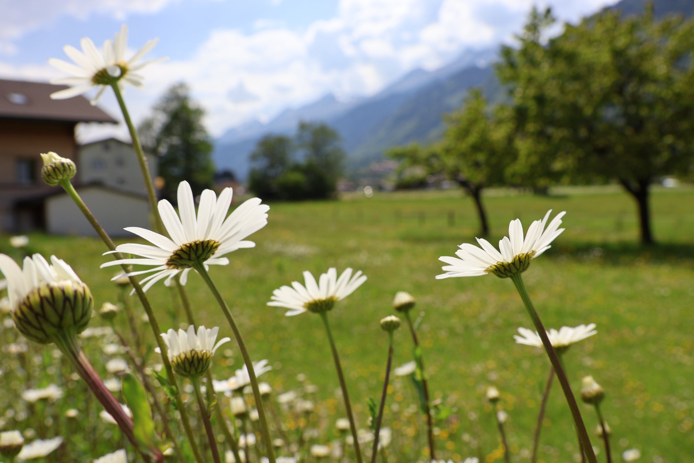 White daisy flowers in a grassy field with blurred green trees, mountains, and a house in the background.
