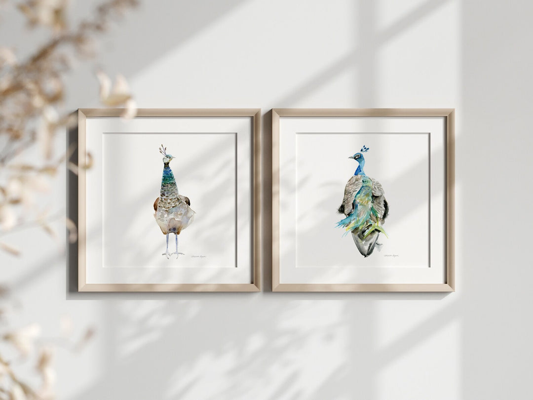 Two framed illustrations of peacocks on a light background