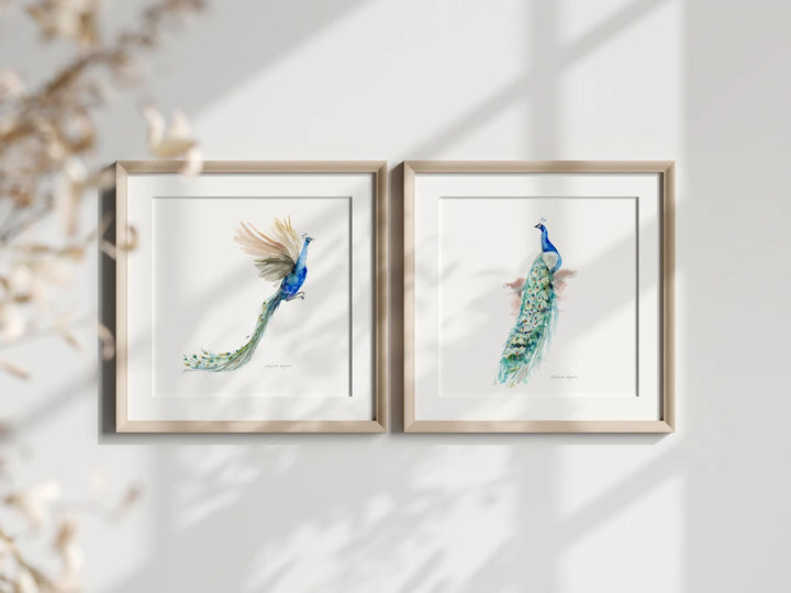Two framed artworks of peacock feathers on a light background