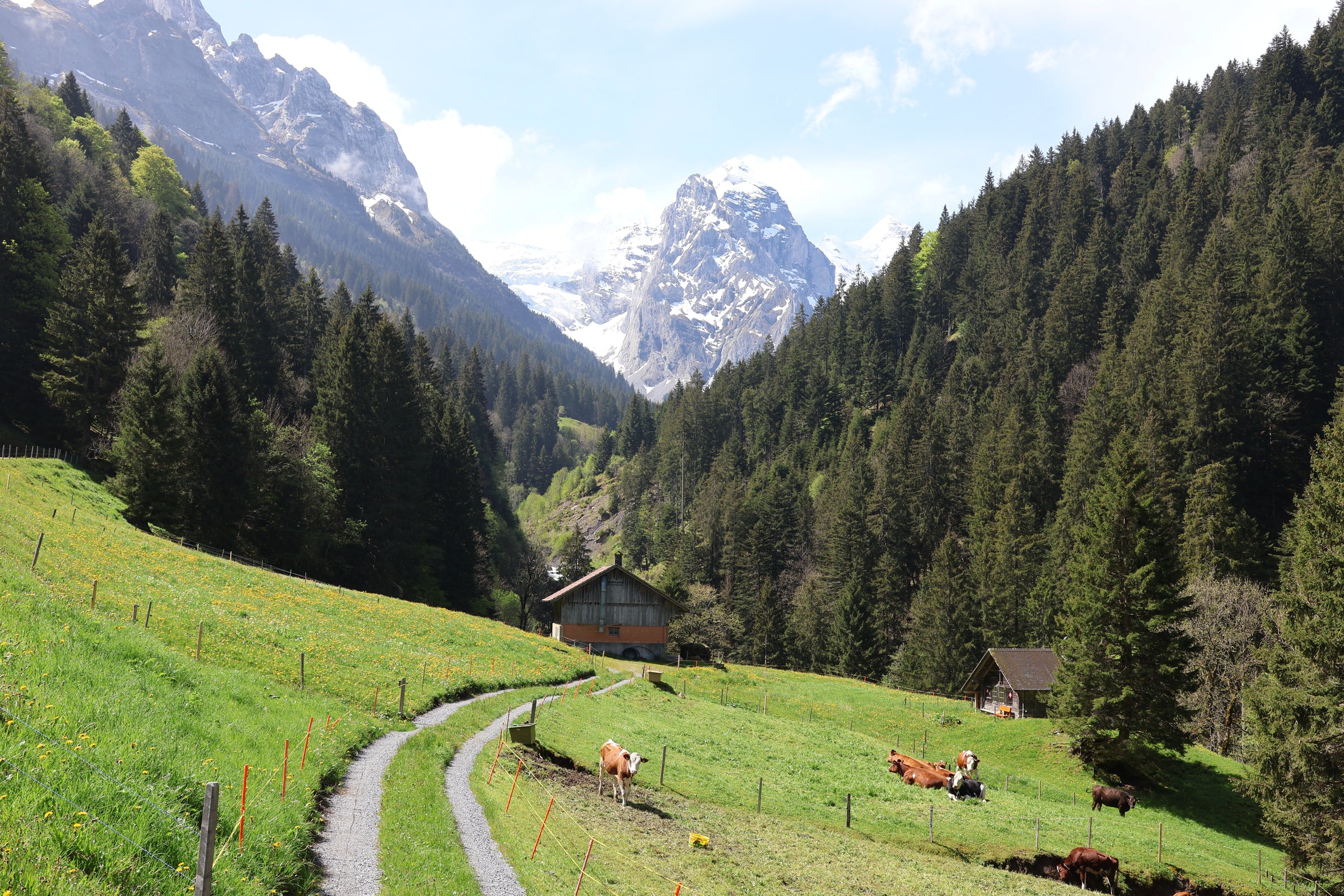 A scenic mountain valley with green grassy hills, a winding dirt path, small cabins, grazing cows, dense evergreen forests, and tall snow-dusted mountains under a blue sky.