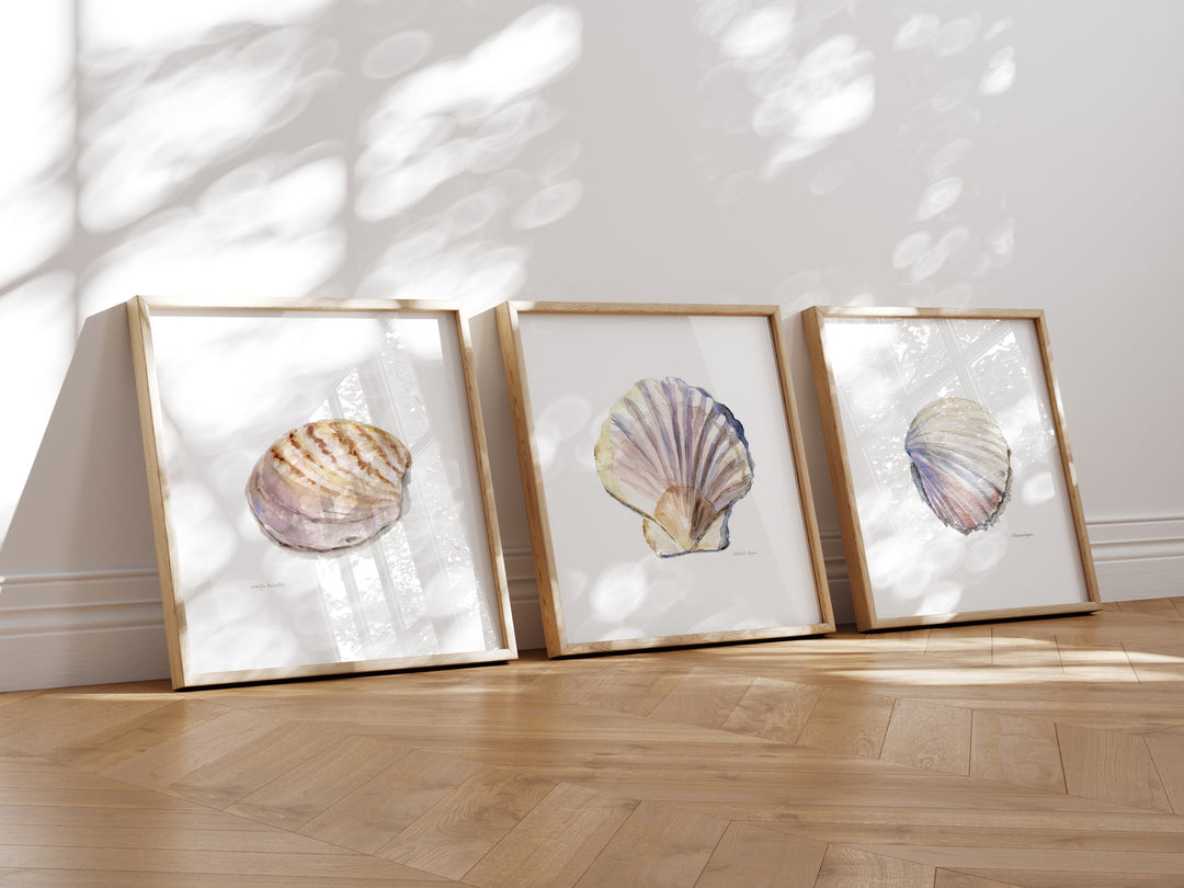 Drie vierkante lijsten met schelpen prints
