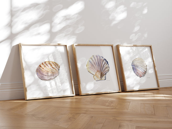 Drie vierkante lijsten met schelpen prints