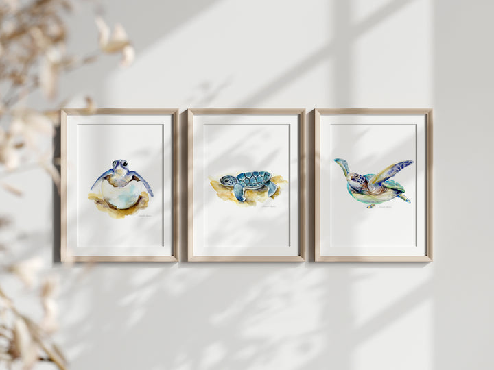 Three framed artworks of sea turtles on a light background