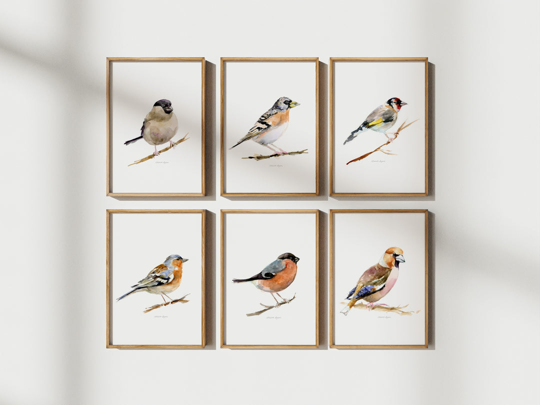 Set van 6 verschillende vinken soorten kunstprints