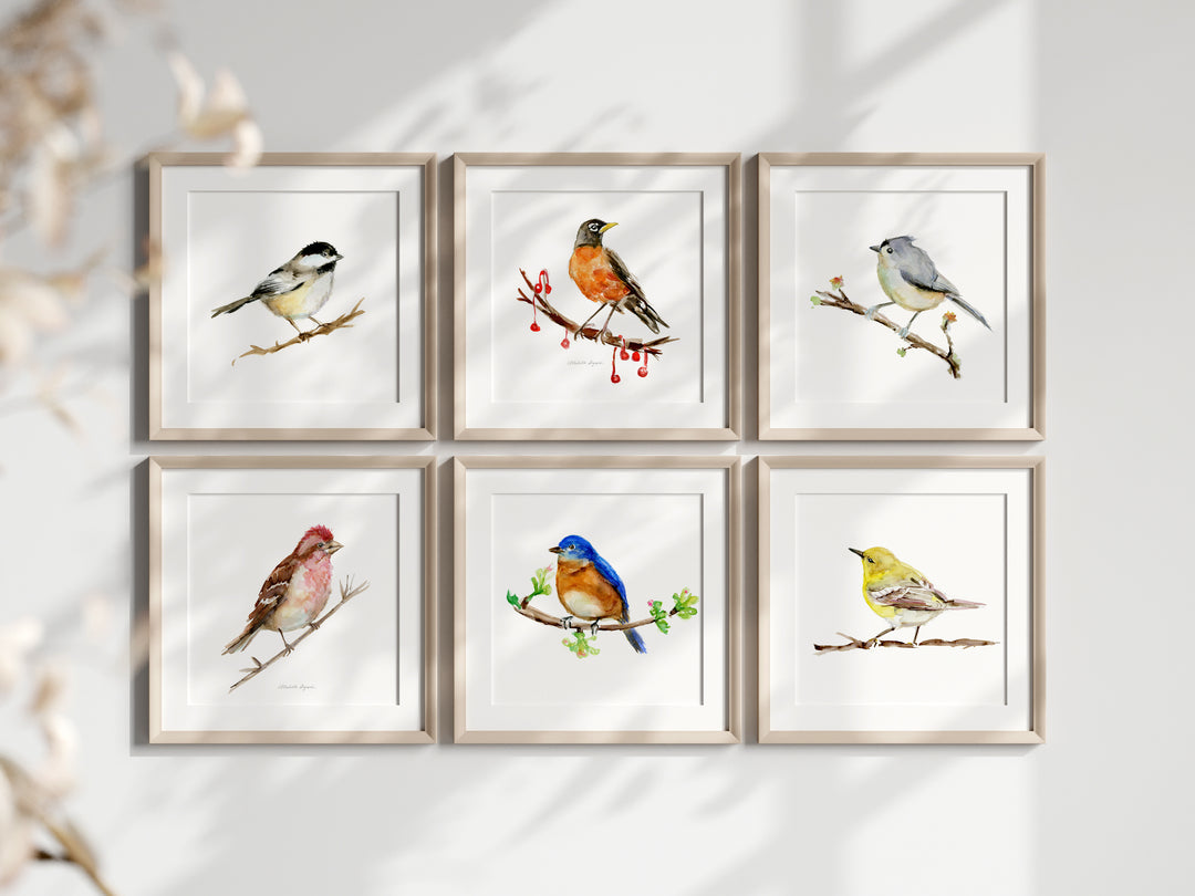 6 vierkante prints van zangvogels in lijsten aan de muur
