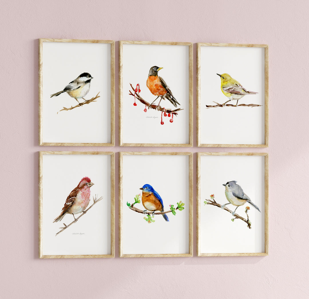 Set of six framed North American bird prints on a pink wall