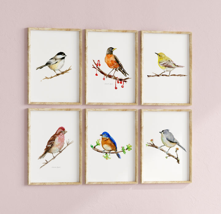 Set of six framed North American bird prints on a pink wall