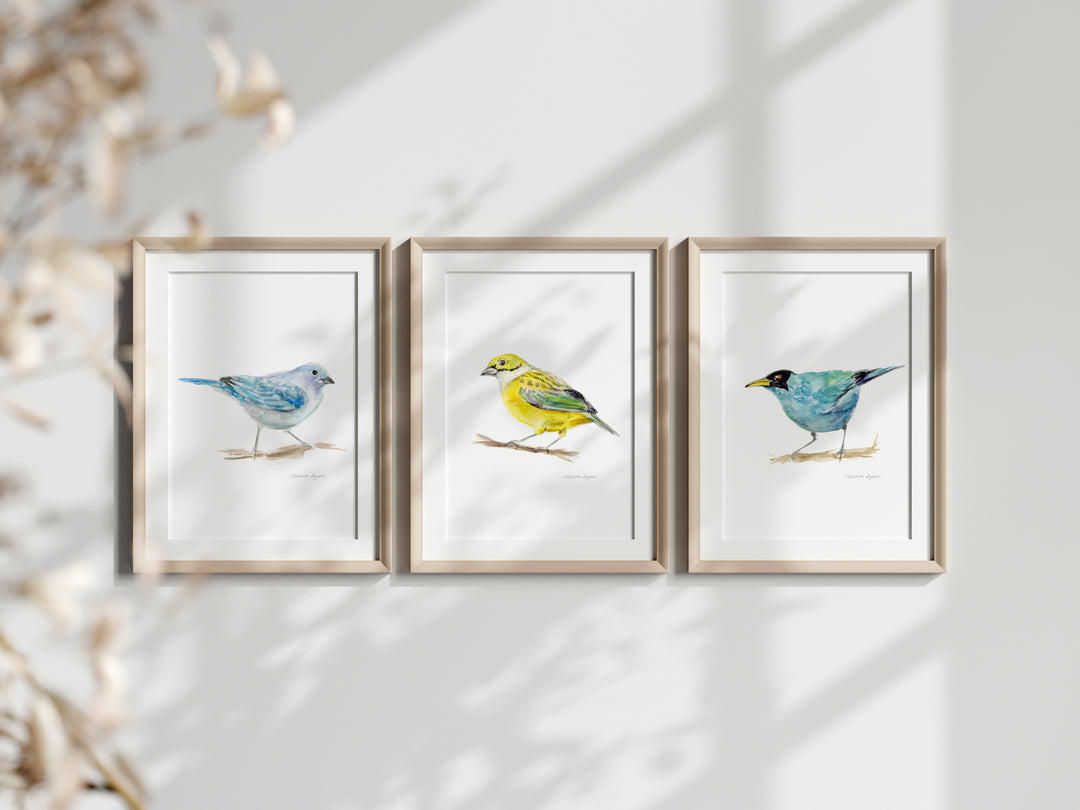 Set of 3 Costa Rica Bird Prints