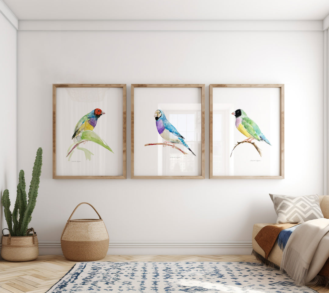 Set of 3 Gouldian Finch Art Prints
