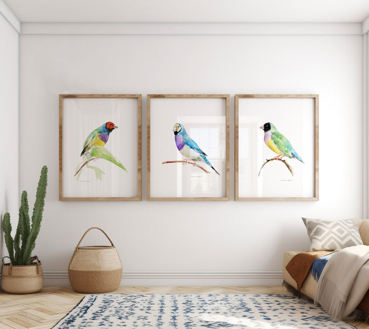 Set of 3 Gouldian Finch Art Prints