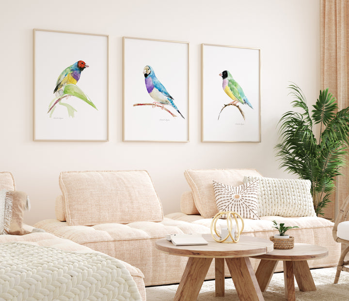 Set of 3 Gouldian Finch Art Prints