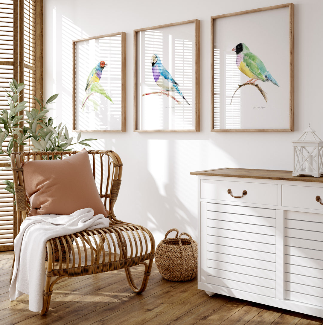 Set of 3 Gouldian Finch Art Prints