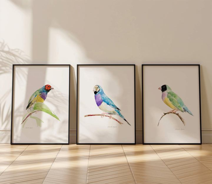 Set of 3 Gouldian Finch Art Prints