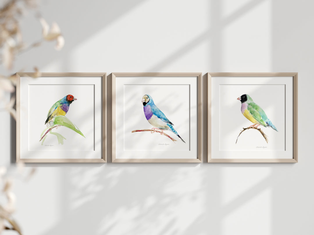 Set of 3 Gouldian Finch Art Prints