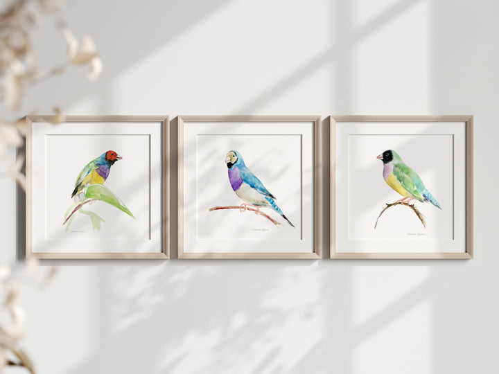 Set of 3 Gouldian Finch Art Prints
