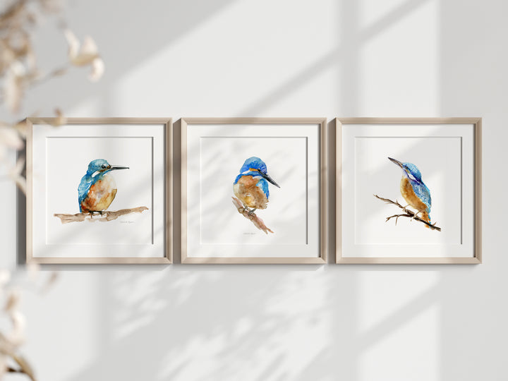 Set of 3 common kingfisher Art Prints