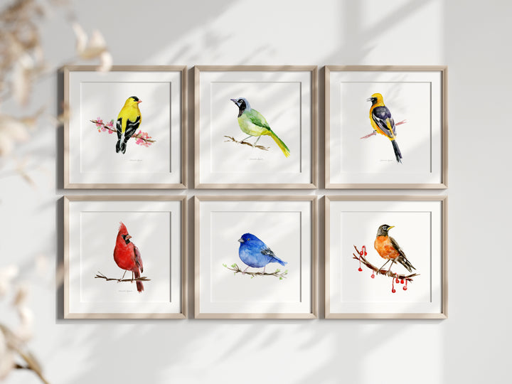 Set van 6 Kleurrijke Amerikaanse zangvogel prints
