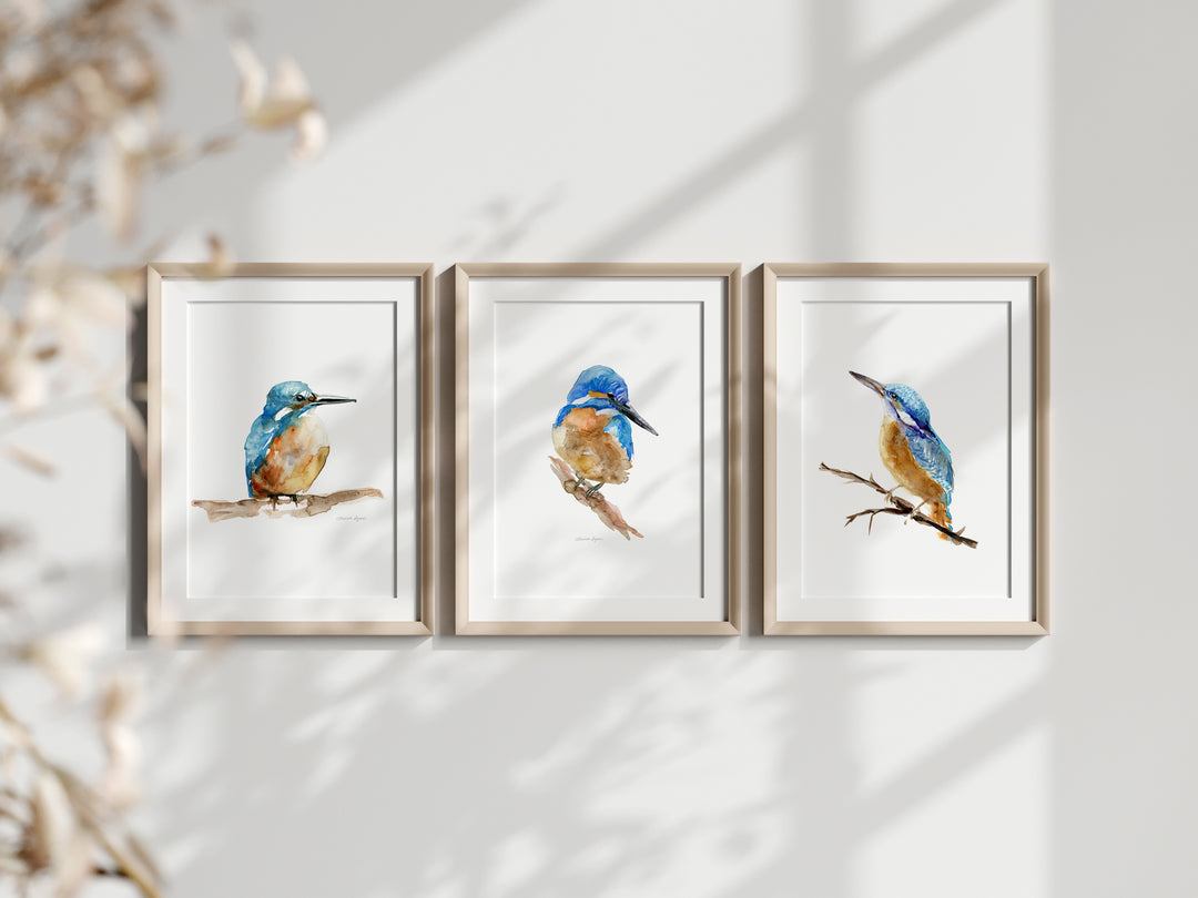 Set of 3 common kingfisher Art Prints