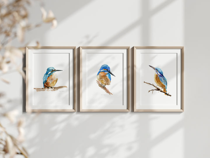 Set of 3 common kingfisher Art Prints
